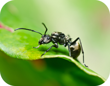 Hormiga
