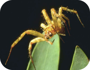 araña