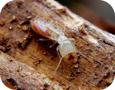 termita